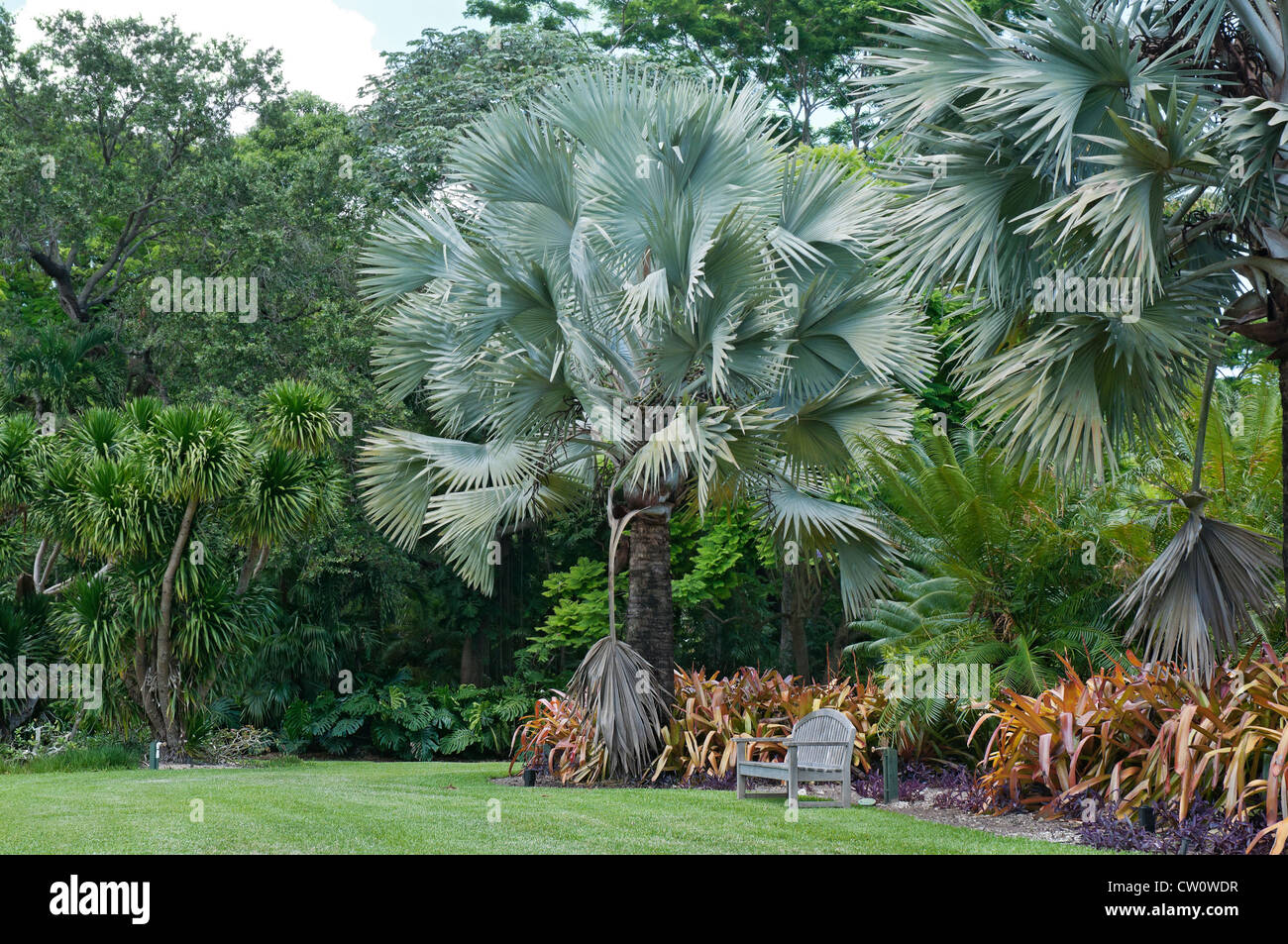 Fairchild Tropical Botanical Gardens a Coral Gables, un sobborgo di Miami, Florida. La palma di Bismarck nel Palmetum. Foto Stock