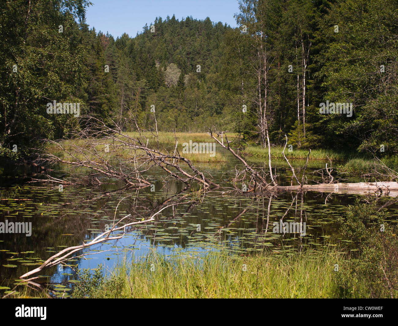 Un piccolo lago e incontaminato paesaggio idilliaco lungo un sentiero nel bosco intorno a Oslo Norvegia Foto Stock