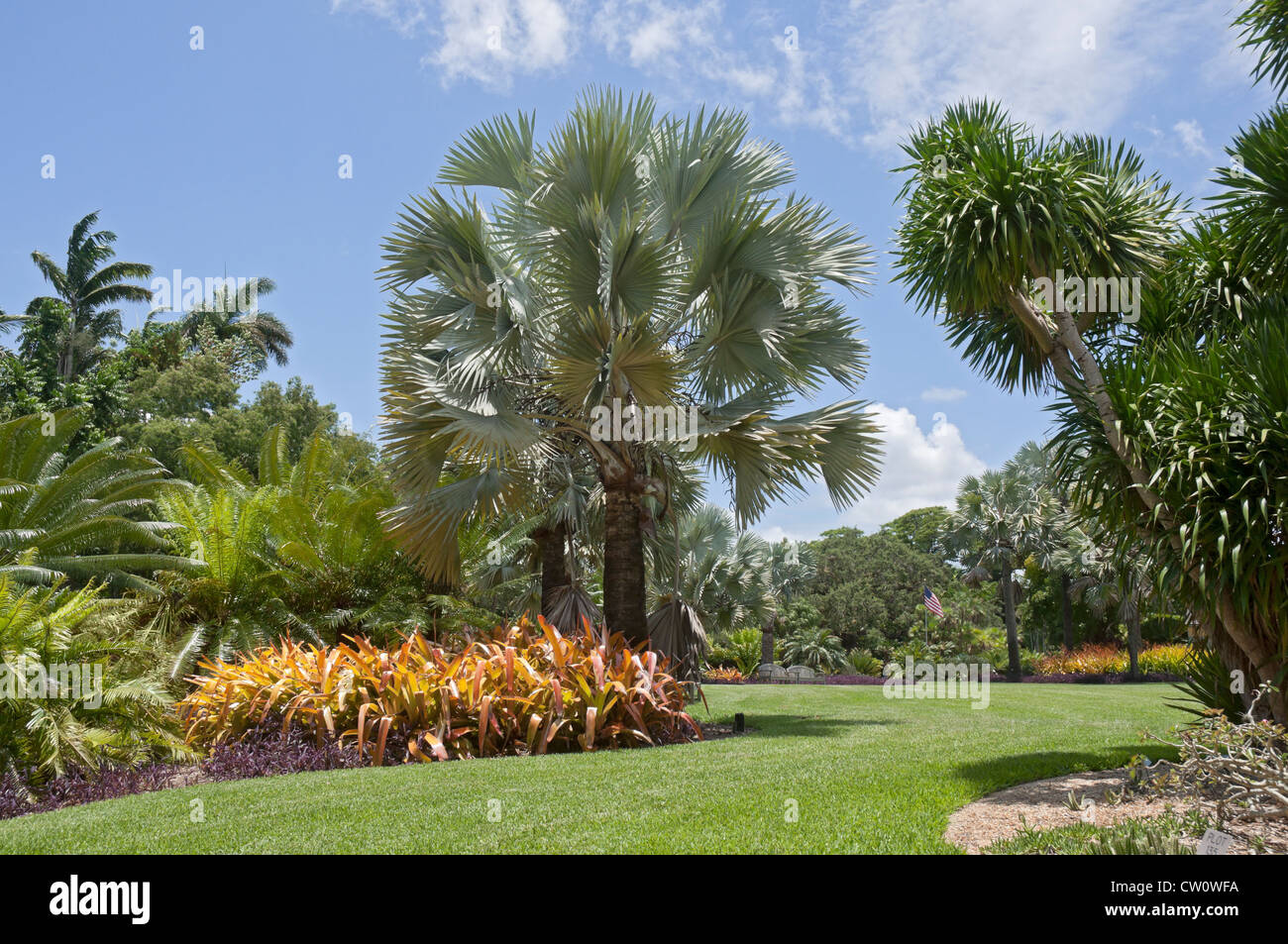 Fairchild Tropical Botanical Gardens a Coral Gables, un sobborgo di Miami, Florida. La palma di Bismarck nel Palmetum. Foto Stock