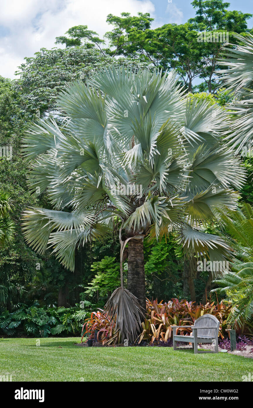 Fairchild Tropical Botanical Gardens a Coral Gables, un sobborgo di Miami, Florida. La palma di Bismarck nel Palmetum. Foto Stock