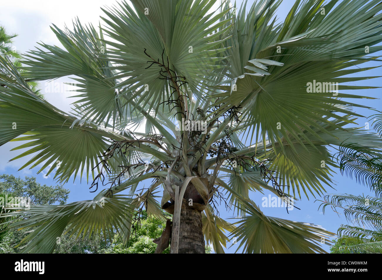 Fairchild Tropical Botanical Gardens a Coral Gables, un sobborgo di Miami, Florida. La palma di Bismarck nel Palmetum. Foto Stock