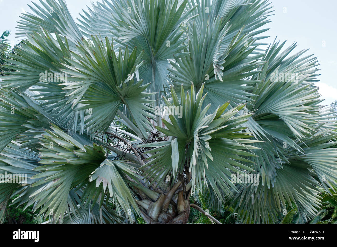 Fairchild Tropical Botanical Gardens a Coral Gables, un sobborgo di Miami, Florida. La palma di Bismarck nel Palmetum. Foto Stock