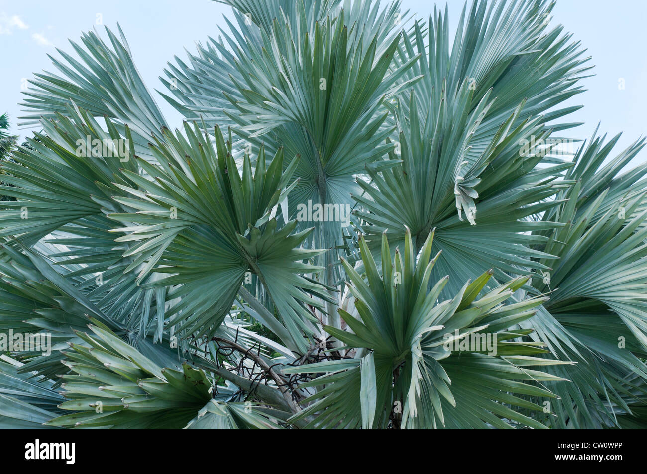 Fairchild Tropical Botanical Gardens a Coral Gables, un sobborgo di Miami, Florida. La palma di Bismarck nel Palmetum. Foto Stock