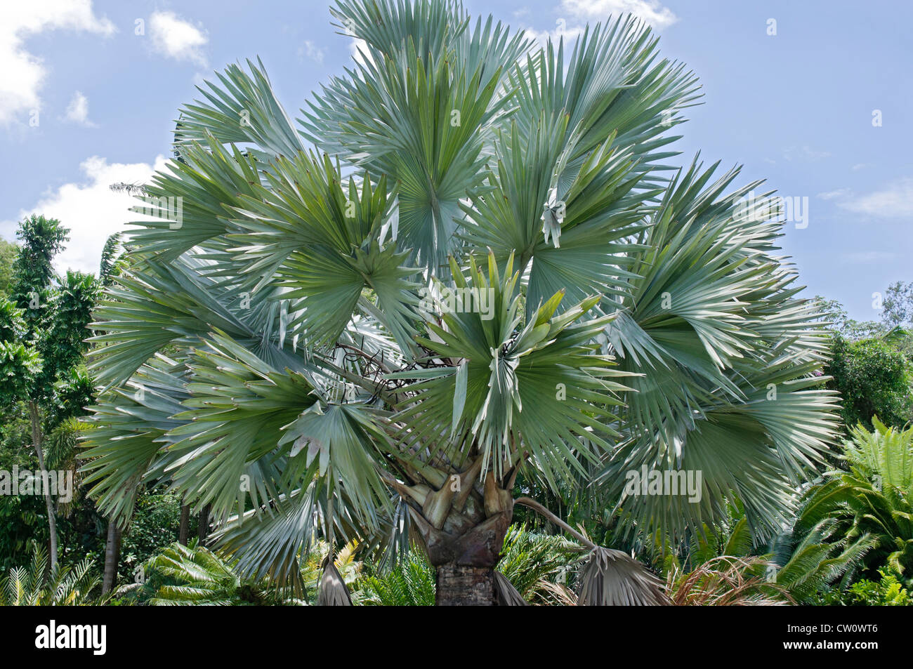 Fairchild Tropical Botanical Gardens a Coral Gables, un sobborgo di Miami, Florida. La palma di Bismarck nel Palmetum. Foto Stock