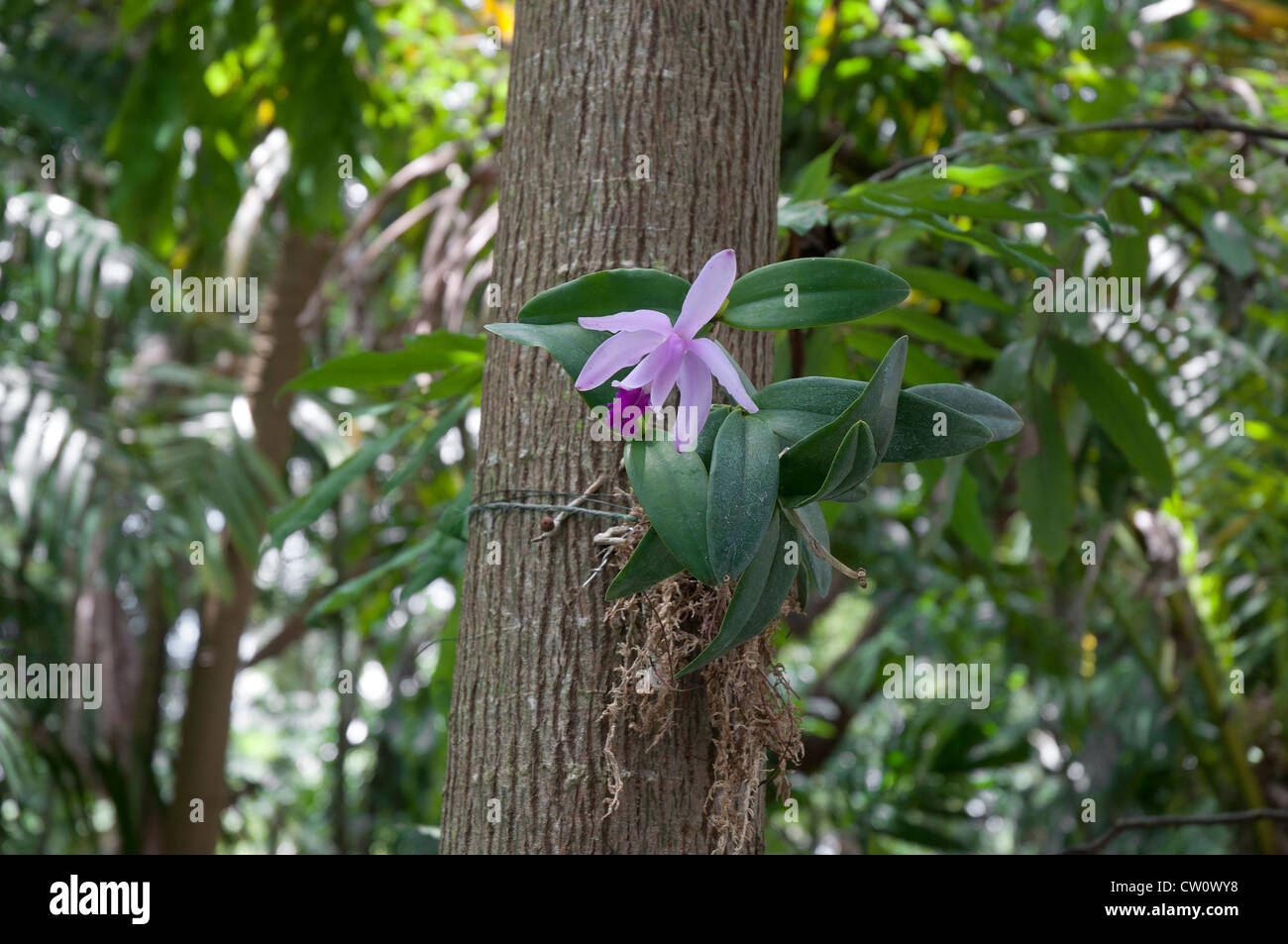 Fairchild Tropical Giardini Botanici a Coral Gables, un sobborgo di Miami, Florida. Foto Stock