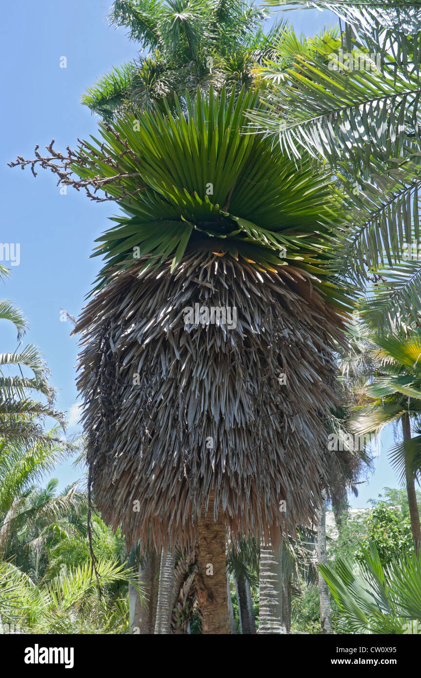 Fairchild Tropical Giardini Botanici a Coral Gables, un sobborgo di Miami, Florida. Foto Stock