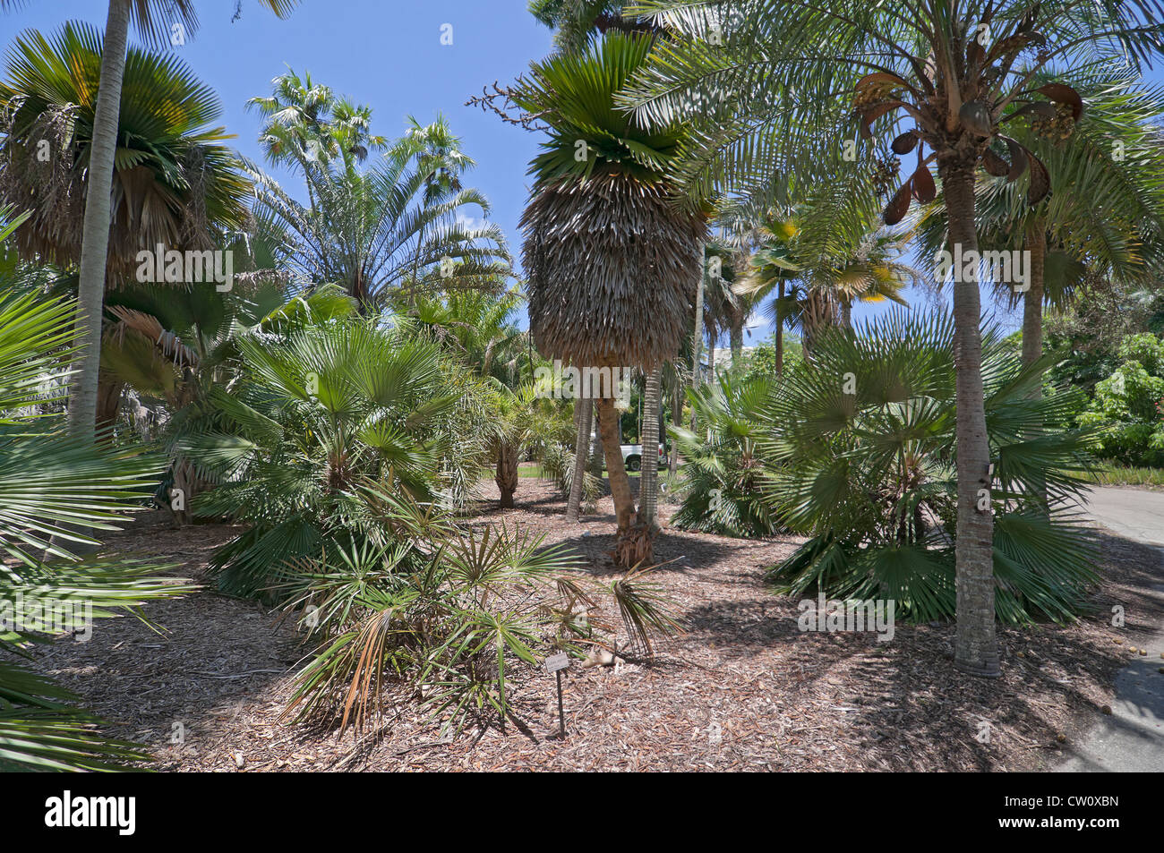Fairchild Tropical Giardini Botanici a Coral Gables, un sobborgo di Miami, Florida. Foto Stock
