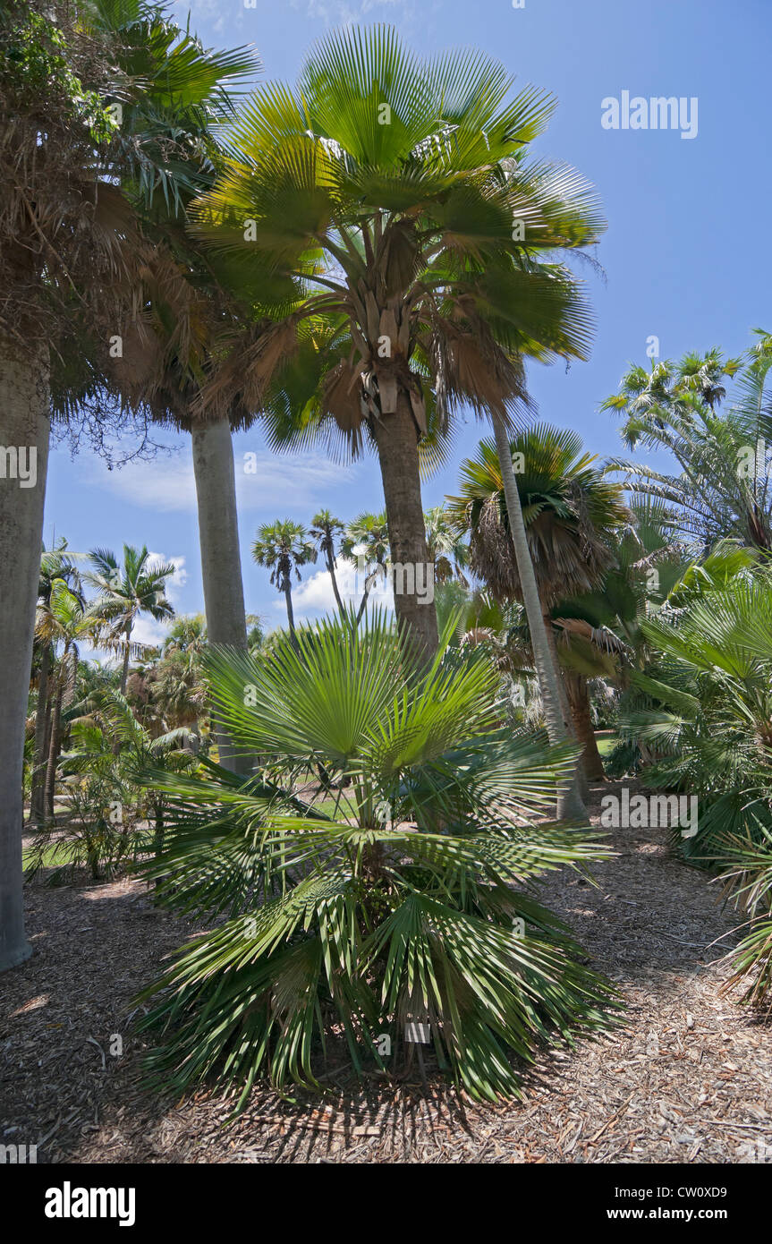 Fairchild Tropical Giardini Botanici a Coral Gables, un sobborgo di Miami, Florida. Foto Stock