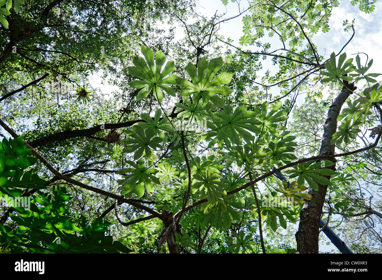 Fairchild Tropical Giardini Botanici a Coral Gables, un sobborgo di Miami, Florida. Foto Stock