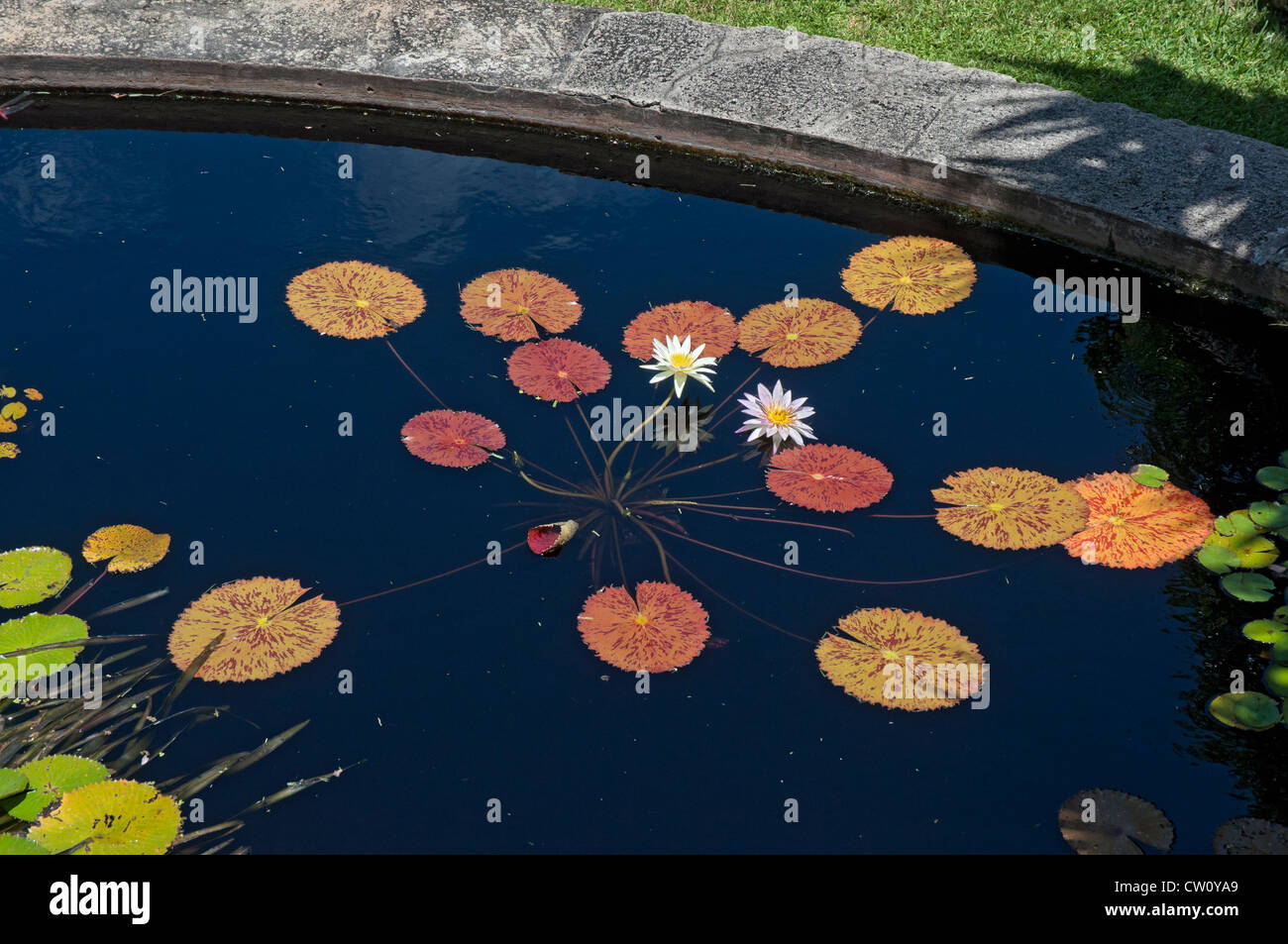 Fairchild Tropical Giardini Botanici a Coral Gables, un sobborgo di Miami, Florida. Foto Stock