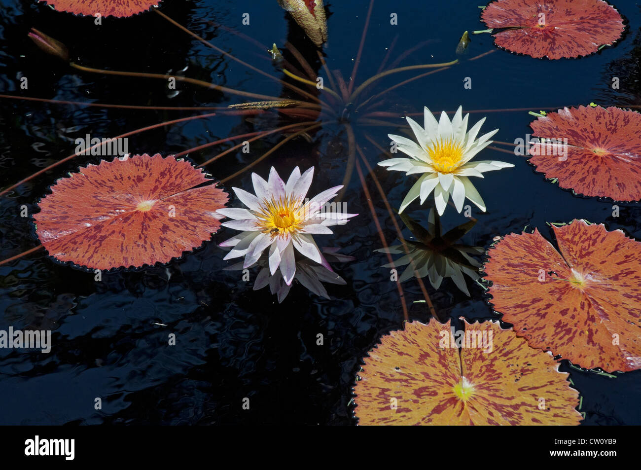 Fairchild Tropical Giardini Botanici a Coral Gables, un sobborgo di Miami, Florida. Foto Stock