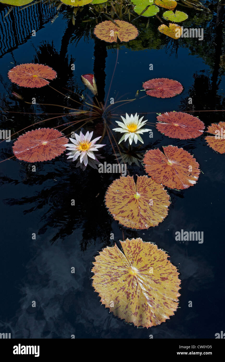 Fairchild Tropical Giardini Botanici a Coral Gables, un sobborgo di Miami, Florida. Foto Stock