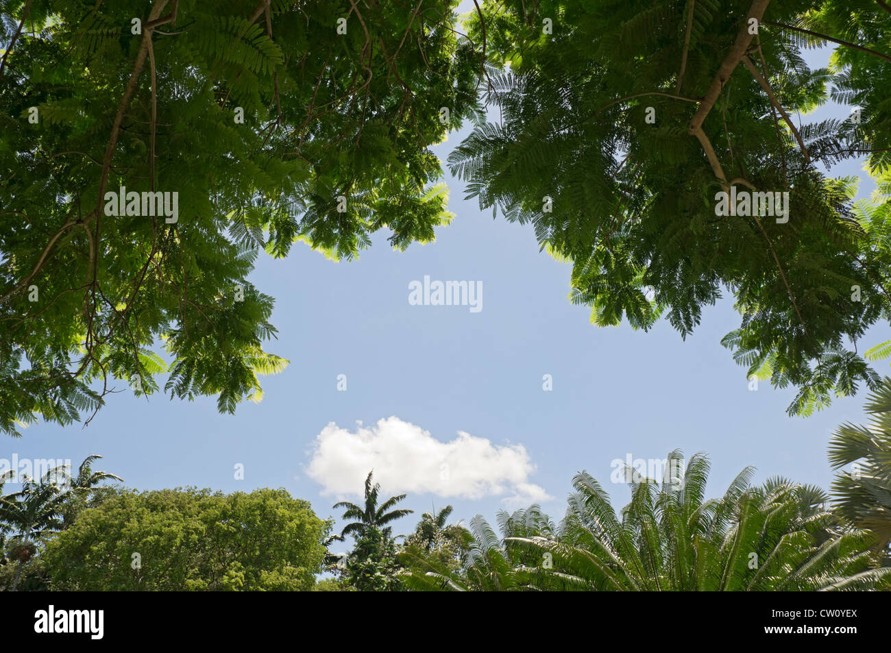 Fairchild Tropical Giardini Botanici a Coral Gables, un sobborgo di Miami, Florida. Foto Stock