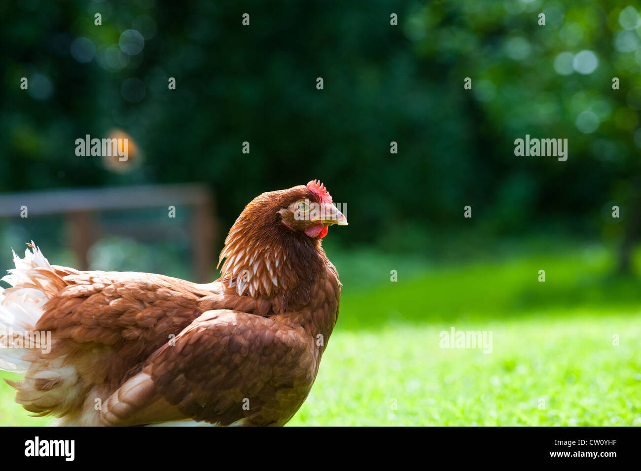 Un pollo in un giardino Shropshire, Inghilterra Foto Stock