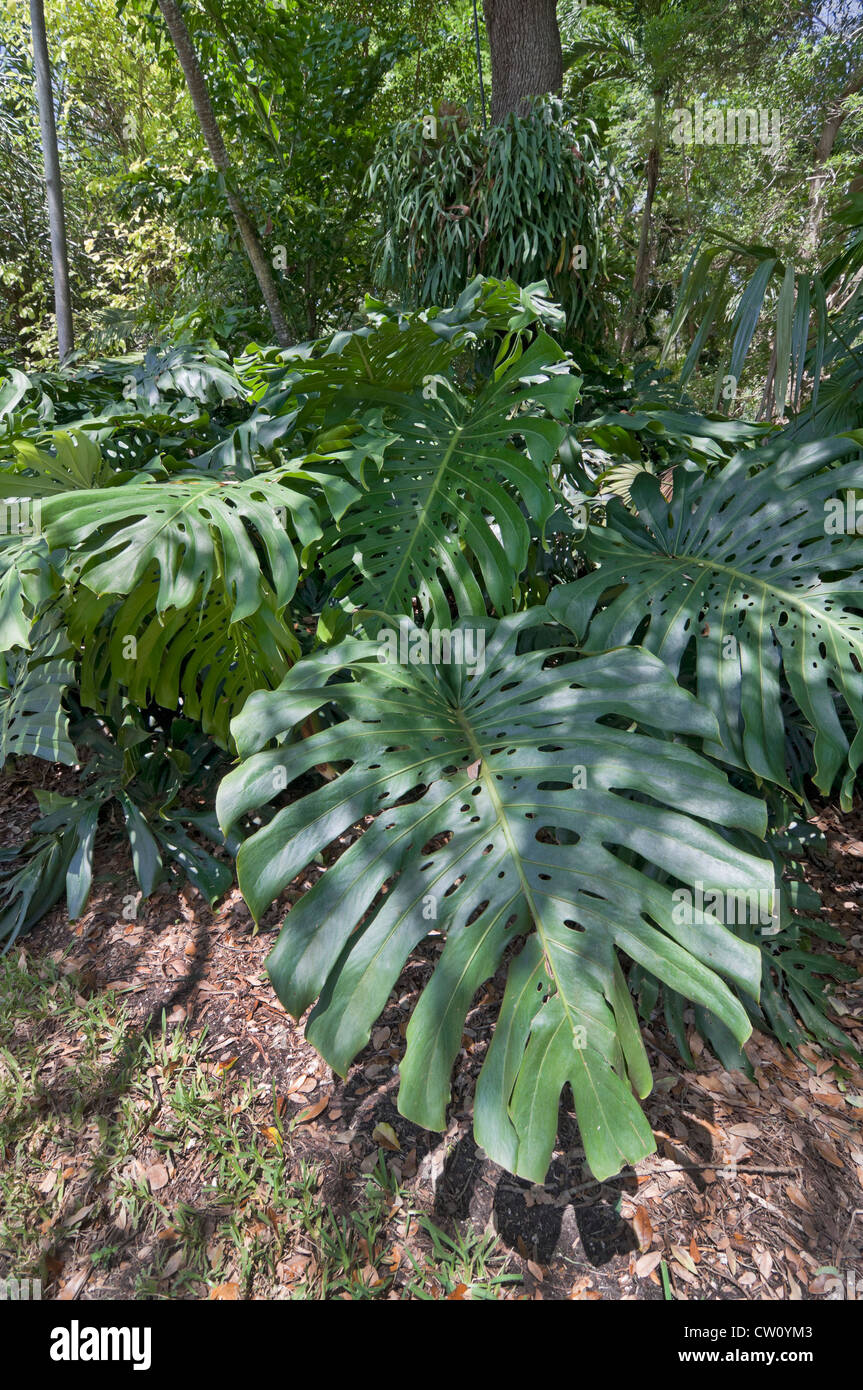 Fairchild Tropical Giardini Botanici a Coral Gables, un sobborgo di Miami, Florida. Foto Stock