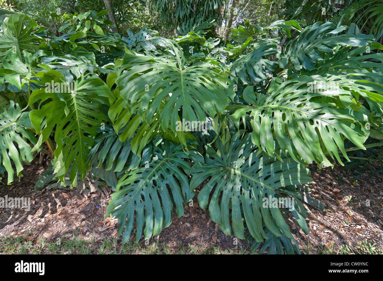 Fairchild Tropical Giardini Botanici a Coral Gables, un sobborgo di Miami, Florida. Foto Stock