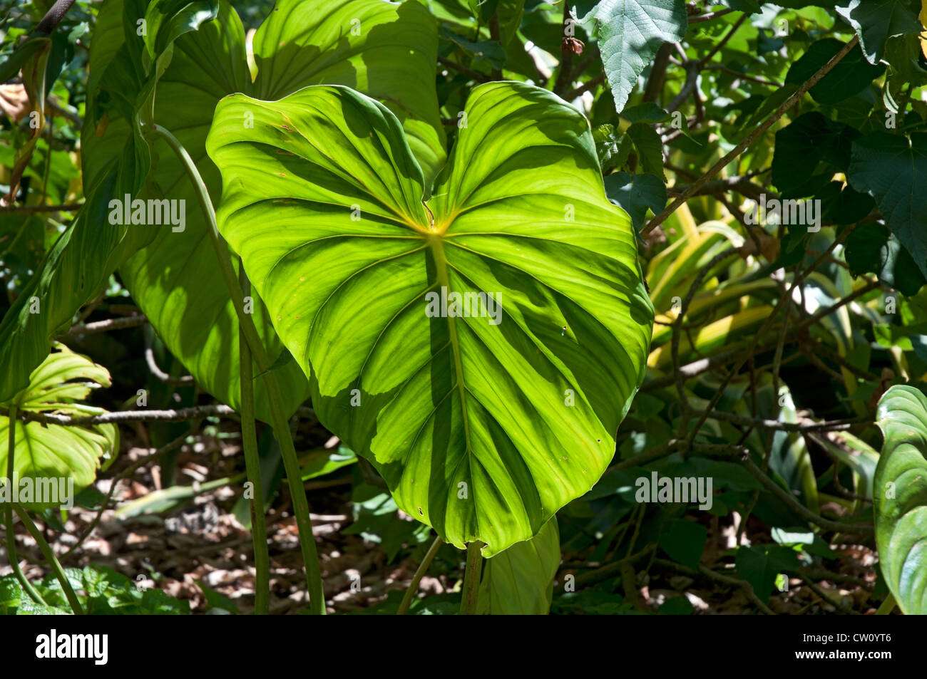 Fairchild Tropical Giardini Botanici a Coral Gables, un sobborgo di Miami, Florida. Foto Stock