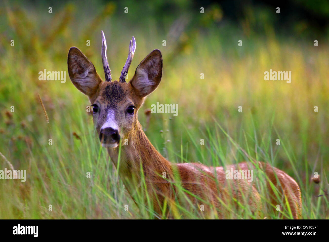 Giovani caprioli buck proveniente a una gamecall Foto Stock