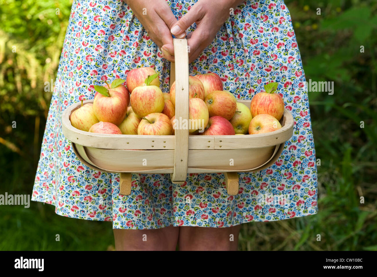 Donna che indossa un vestito con un trug di mele fresche raccolte Foto Stock