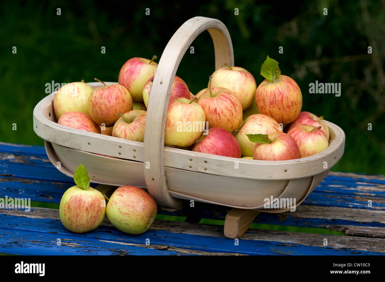 Appena raccolto le mele raccolte in un trug in legno Foto Stock