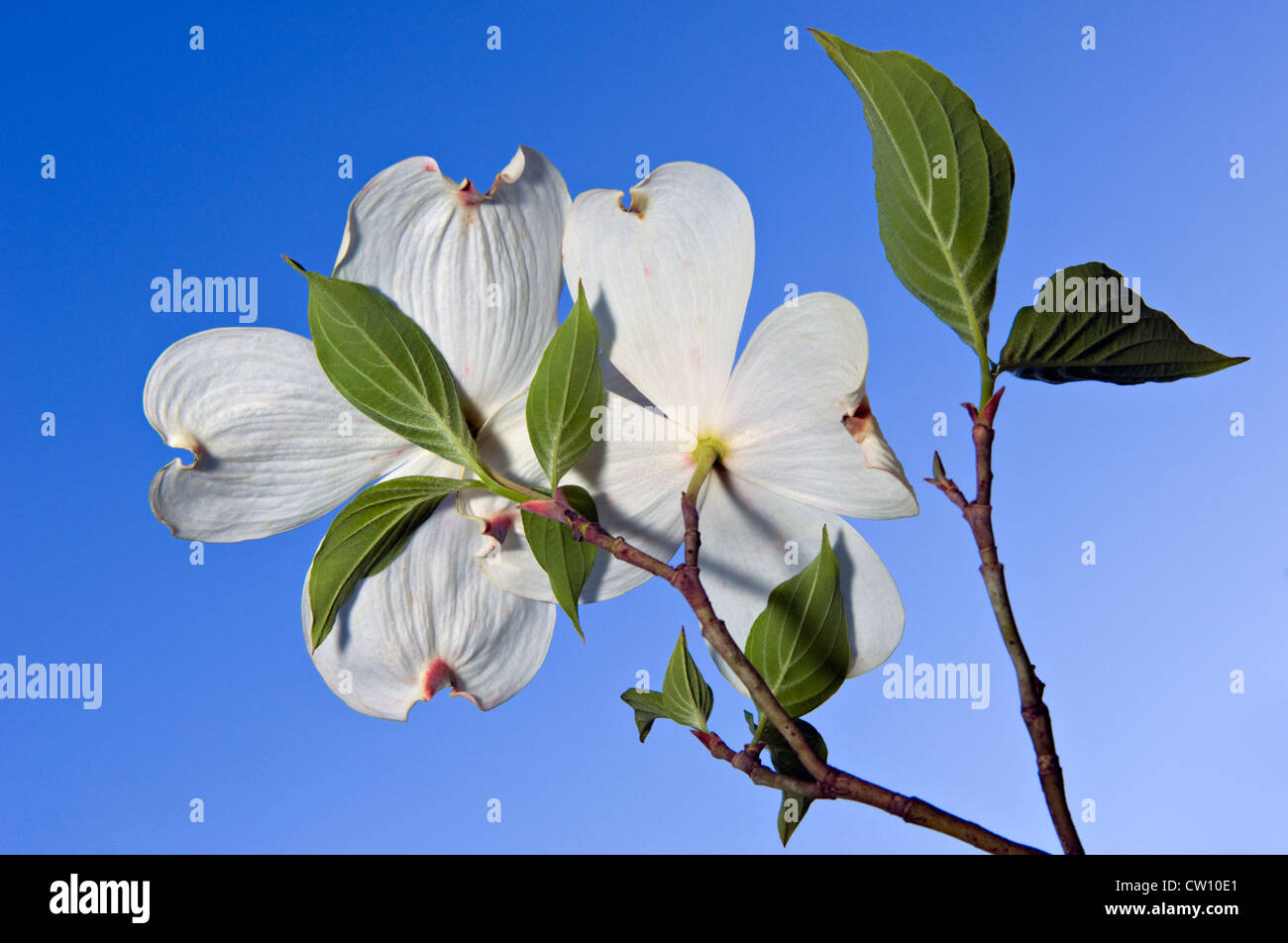 Close-up di fioritura Sanguinello Foto Stock