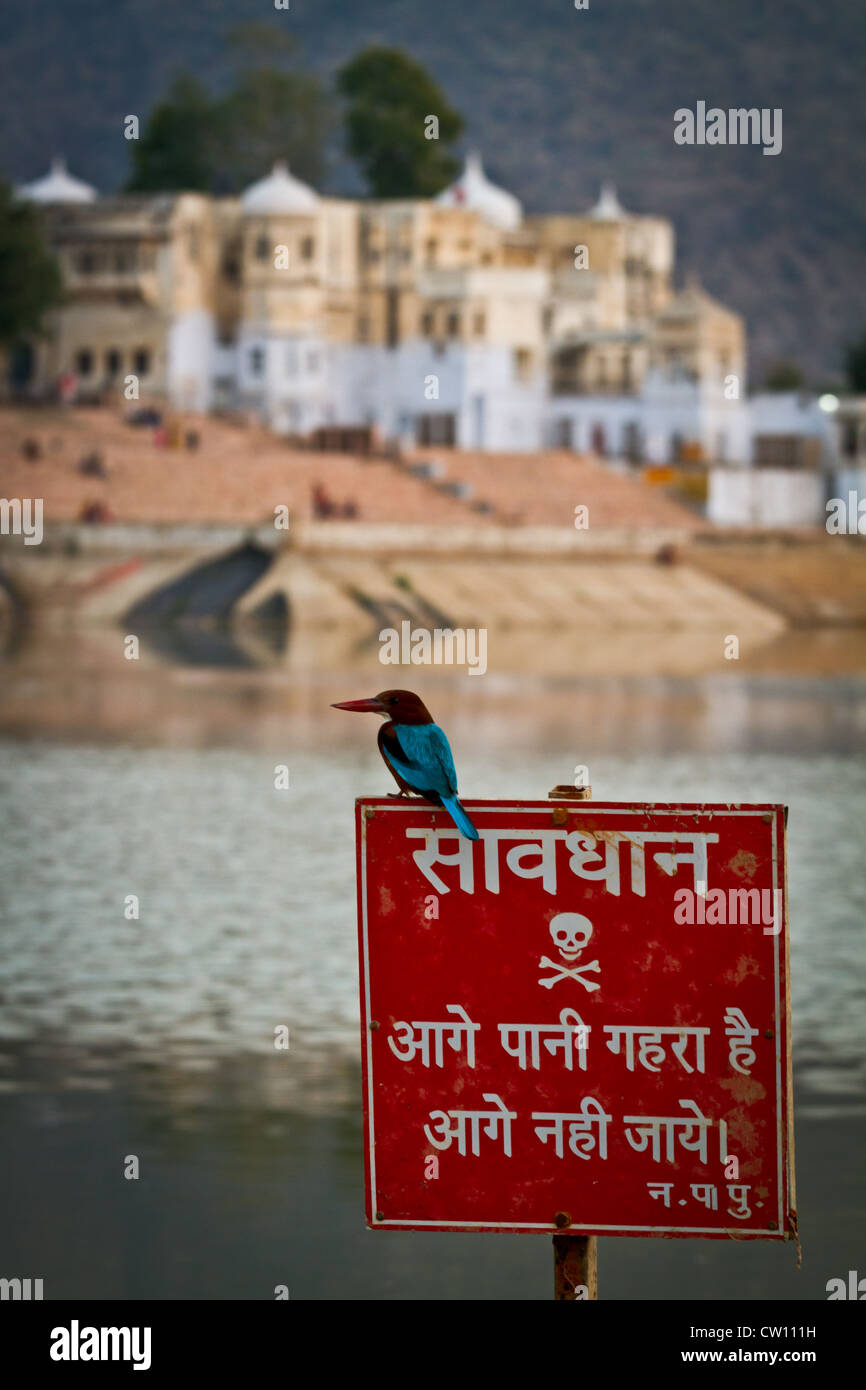 KIngfisher poggia su un segno di pericolo in Pushkar Foto Stock