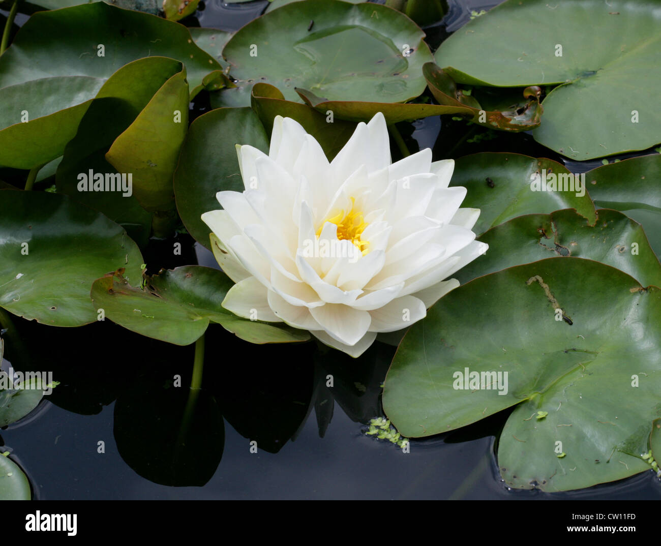 Ninfee, ninfei 'Gonnere', Nymphaeaceae. Foto Stock