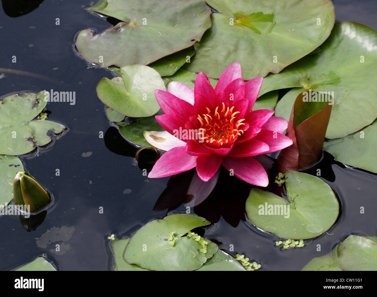 Ninfee, ninfei "Nettuno", Nymphaeaceae. Foto Stock