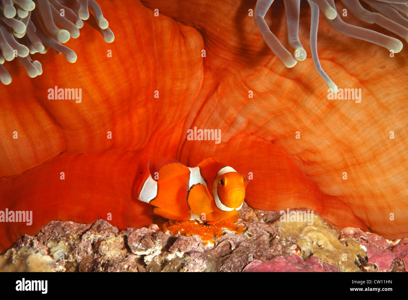 Un Clown Anemonefish, Amphiprion percula, tendendo le uova deposte alla base dell'ospite magnifico Anemone, Heteractis magnifica. Foto Stock