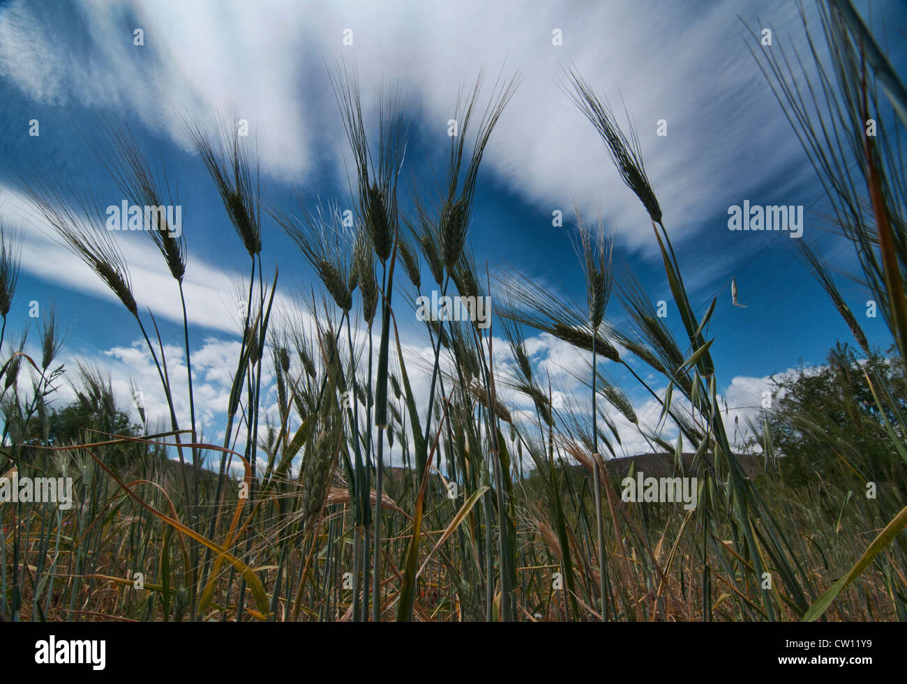 Campi di grano in Al Hoceima National Park, Marocco Foto Stock