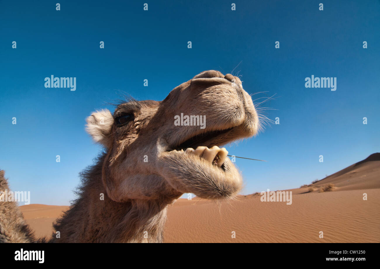 Chiudere cammello nel deserto del Sahara presso Erg Chigaga, Marocco Foto Stock