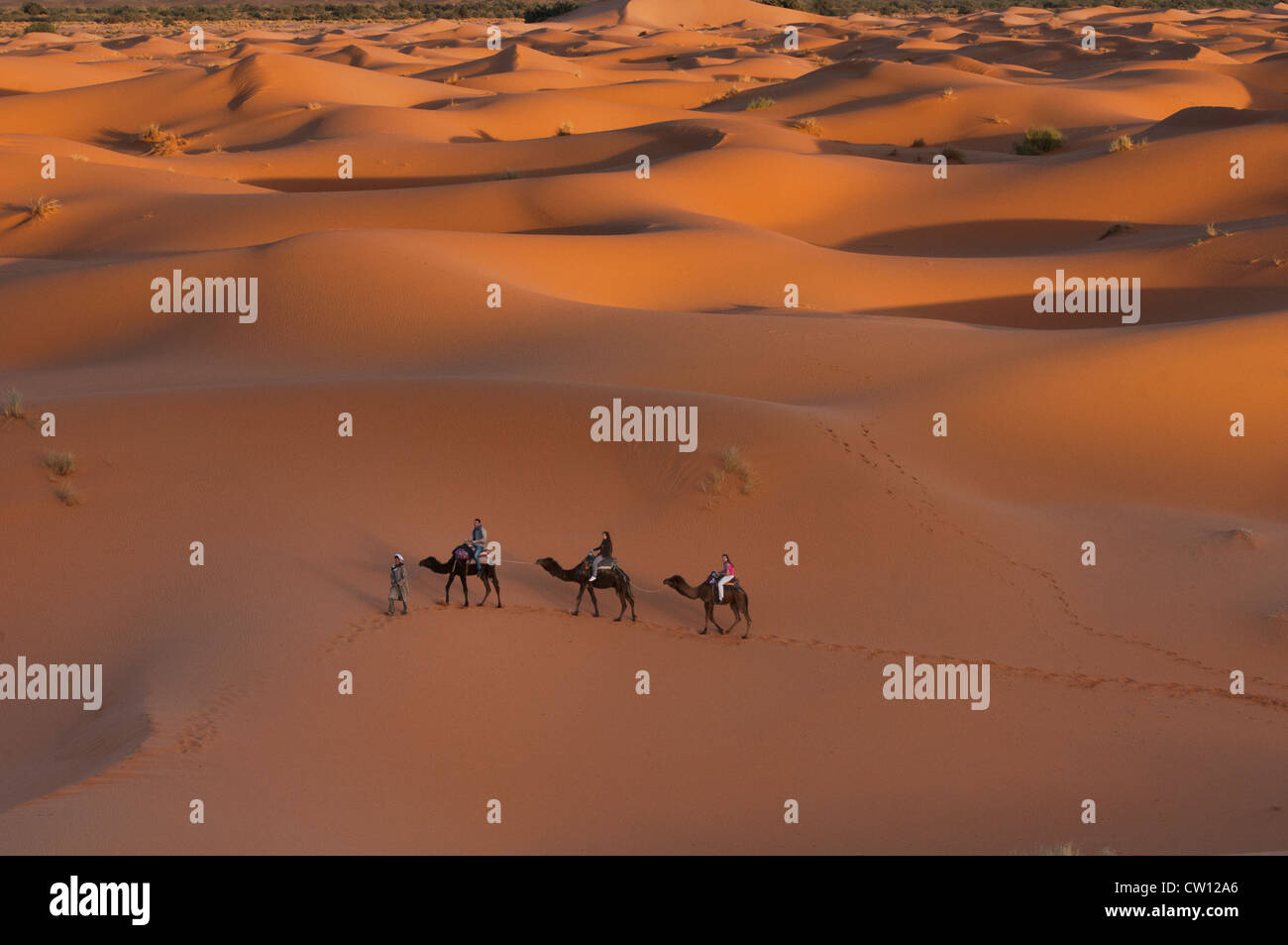 Passeggiate a dorso di cammello nel deserto del Sahara presso Erg Chebbi, Marocco Foto Stock