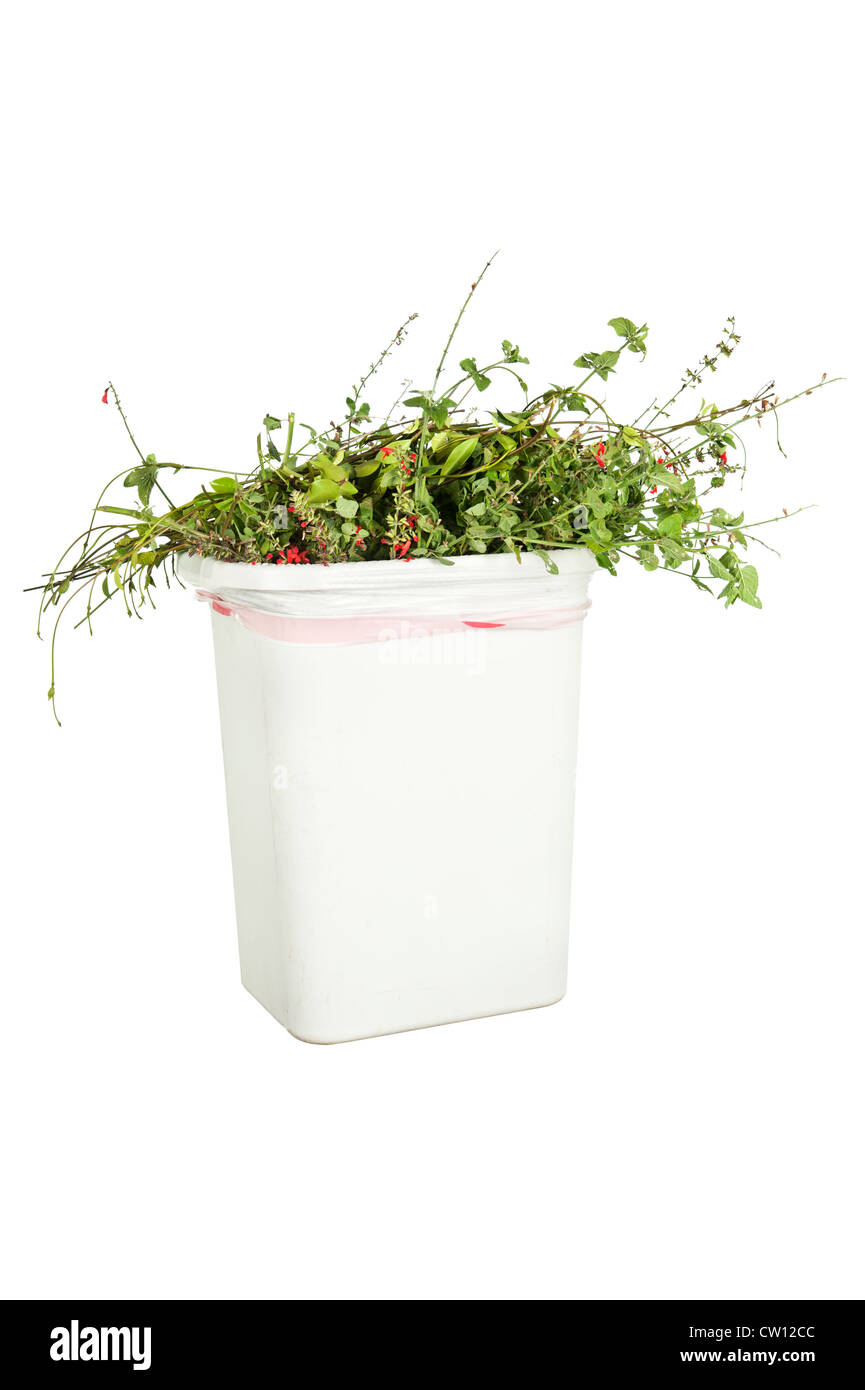 Un bianco nel cestino pieno di piante rifilati, isolato su bianco, pronto per essere messo in verde il contenitore di riciclaggio. Foto Stock