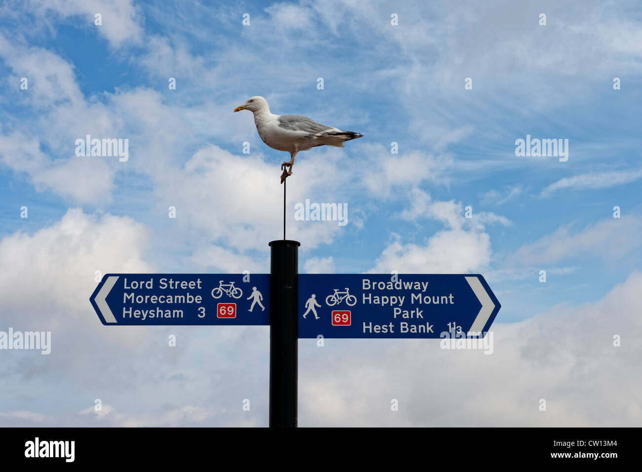 Seagull seduto sulla parte superiore del cartello sul lungomare di Blackpool, Lancashire Foto Stock