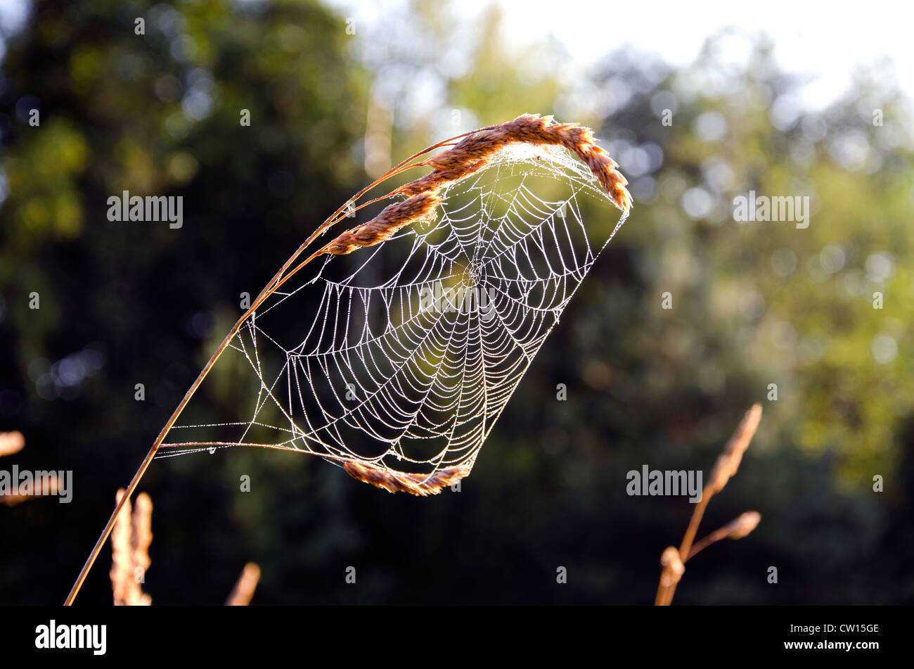 Di fine estate wet spider web nella luce del mattino Foto Stock