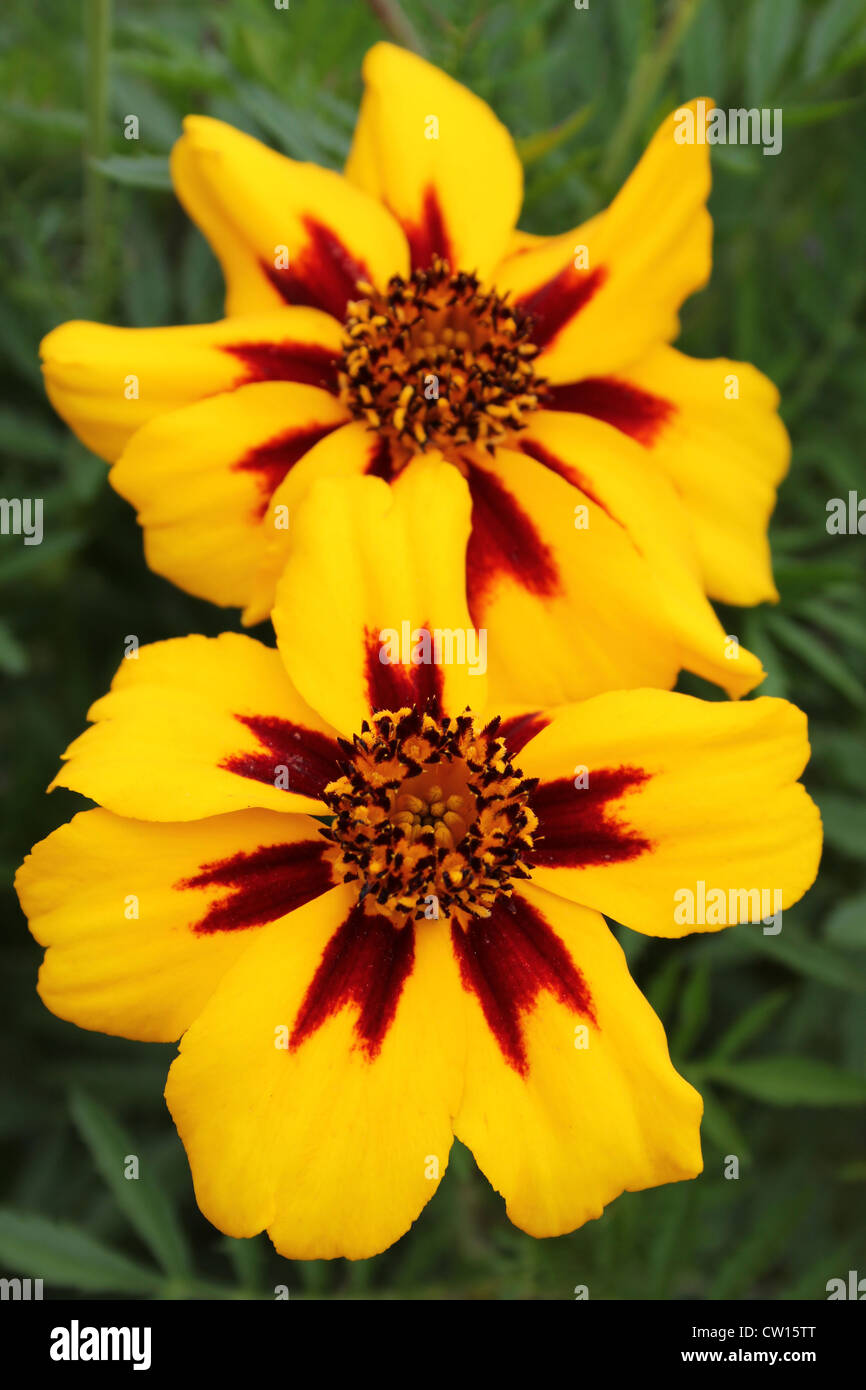 Tagete francese 'Jaguar' - Tagetes patula Foto Stock