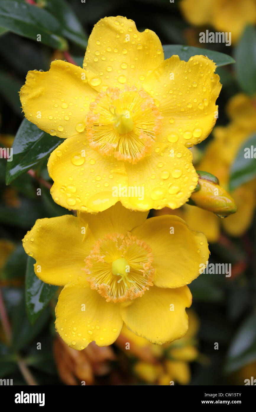 Rosa di Sharon Hypericum 'Hidcote' Foto Stock