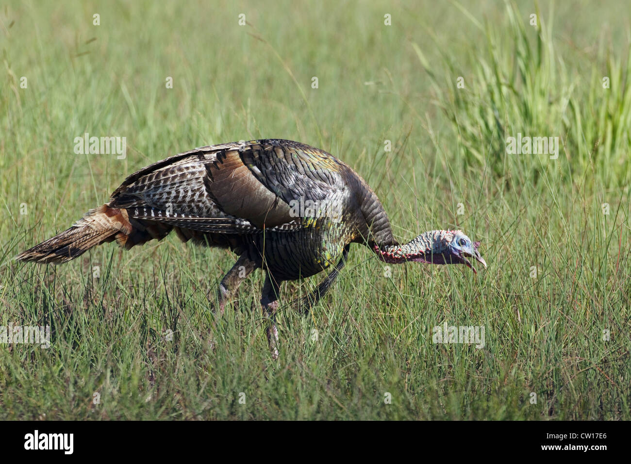 Il tacchino selvatico - alimentazione nella prateria Meleagris gallopavo Aransas NWR Texas, Stati Uniti d'America BI023332 Foto Stock