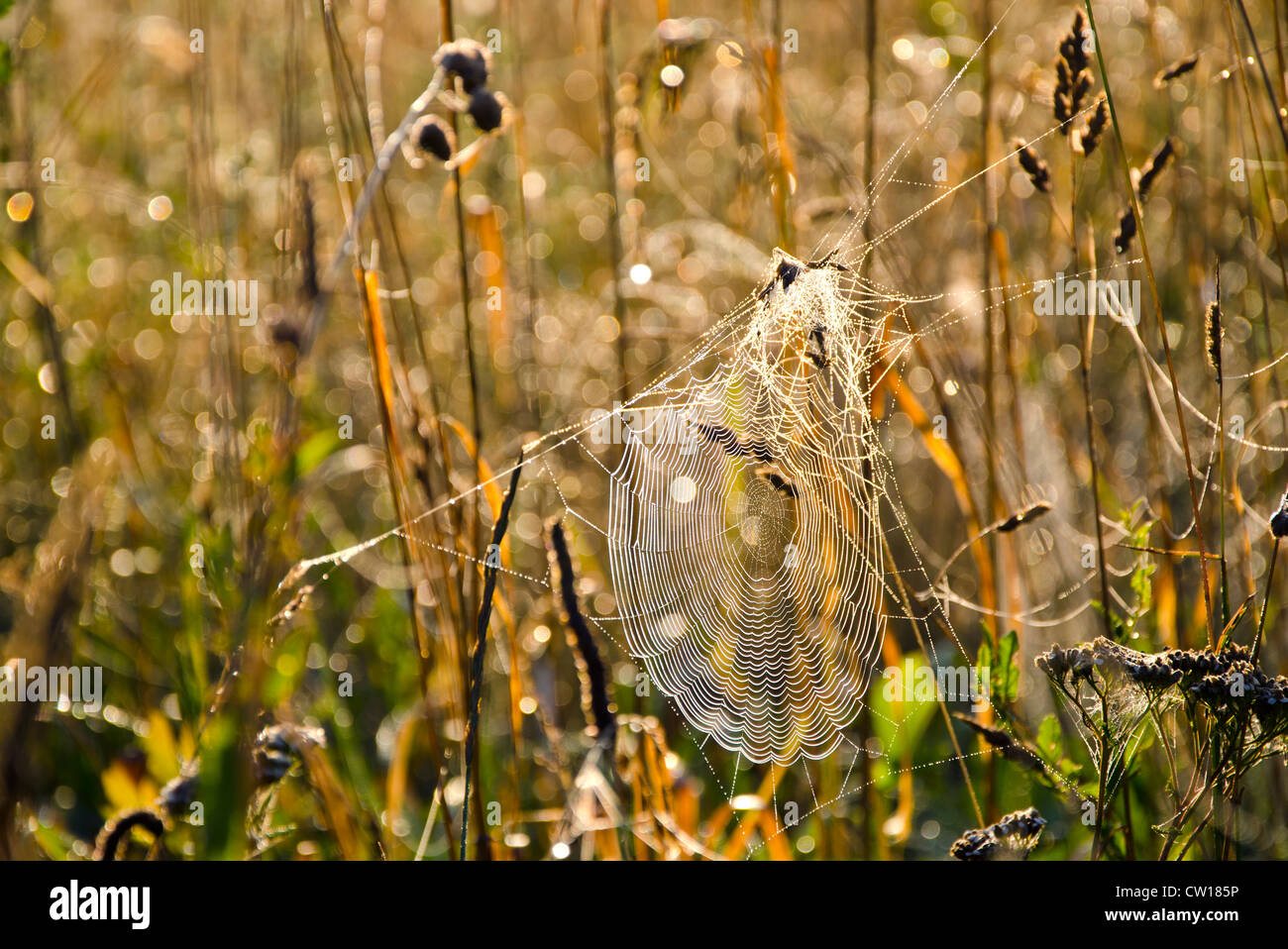 Rugiadoso spider web in estate fine mattinata erba Foto Stock