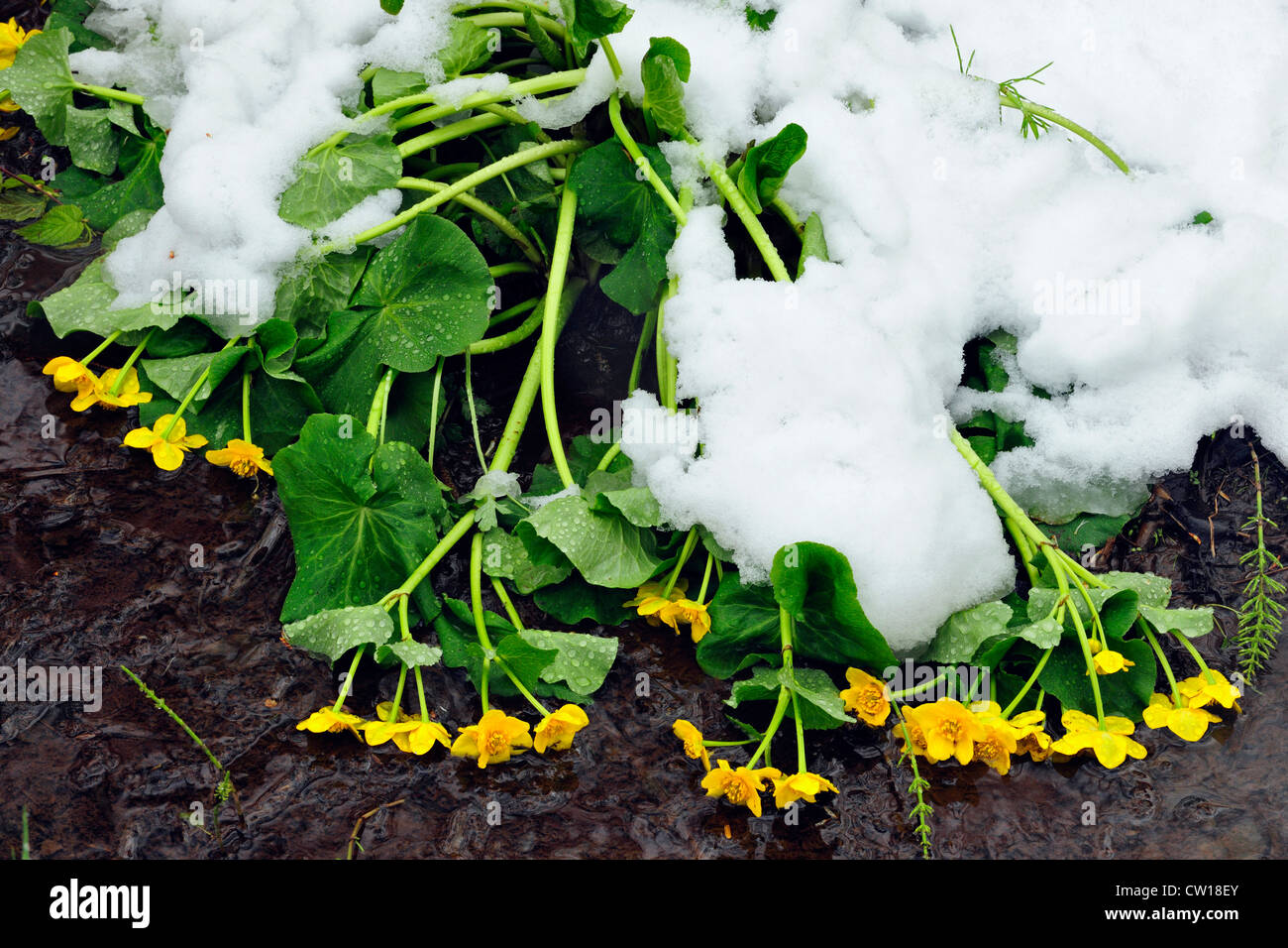 Marsh Le calendule (Caltha palustris) sotto il peso della neve di primavera, maggiore Sudbury, Ontario, Canada Foto Stock
