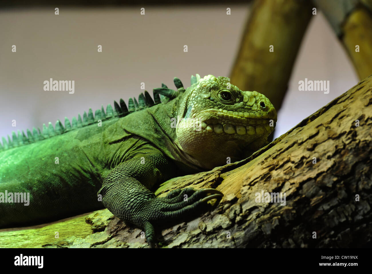 Caimano Iguana blu in Durell Wildlife Conservation Trust, isola di Jersey, Isole del Canale Foto Stock