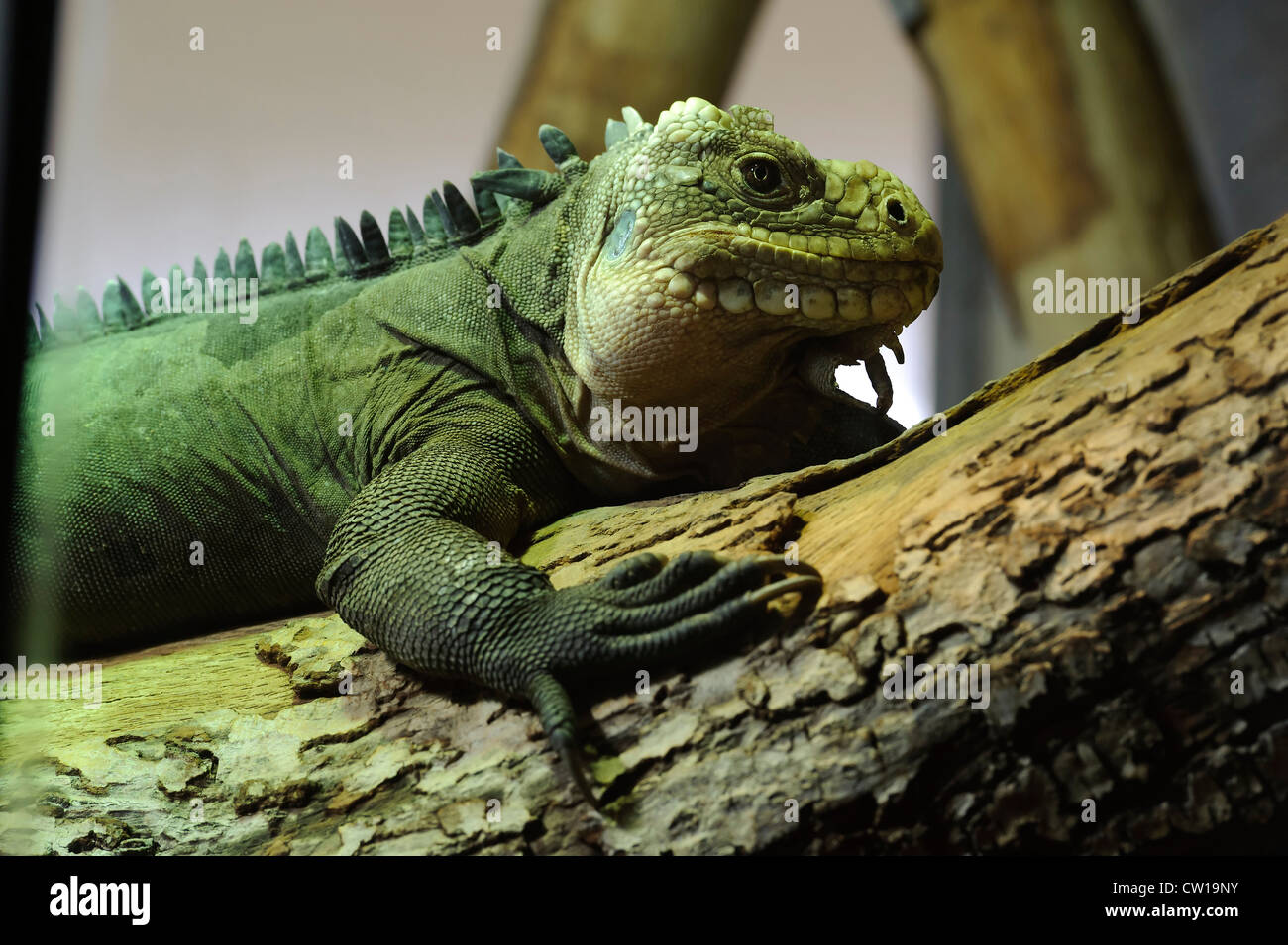 Caimano Iguana blu in Durell Wildlife Conservation Trust, isola di Jersey, Isole del Canale Foto Stock