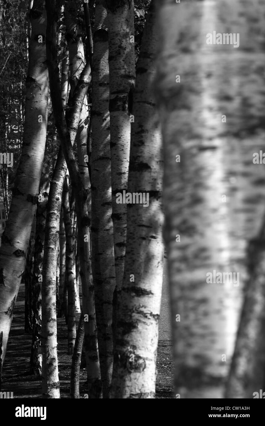 Una vista di un gruppo di tronchi di alberi utilizzando flash per illuminare i tronchi più vicina Foto Stock