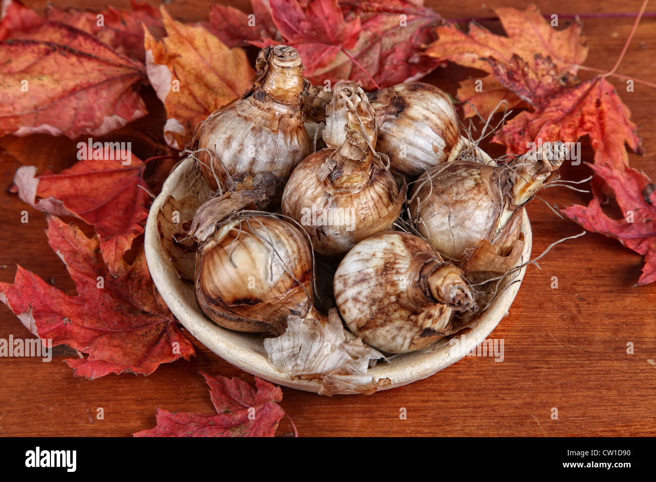 Un recipiente di terracotta di daffodil lampadine su un tavolo di legno con l'autunno di foglie di acero. Foto Stock