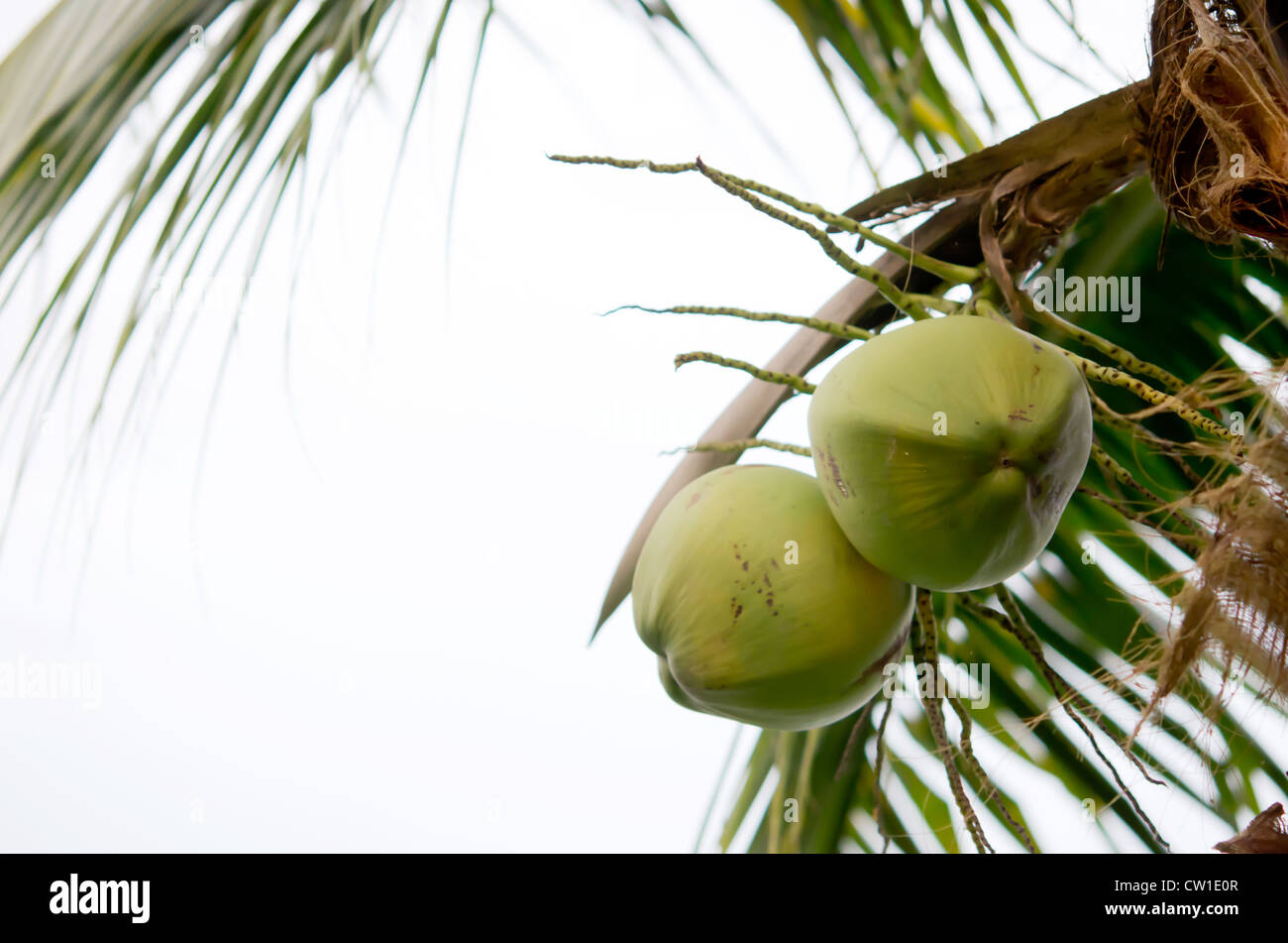Cluster di frutti di cocco appeso sul palm tree Foto Stock