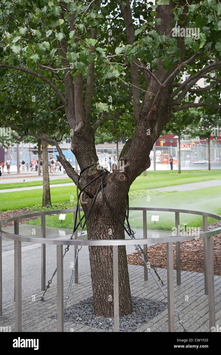 New York, NY - superstite albero a 9/11 Memorial. Foto Stock