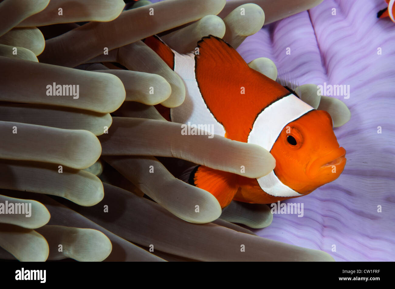 Clown Anemonefish. Indonesia Foto Stock