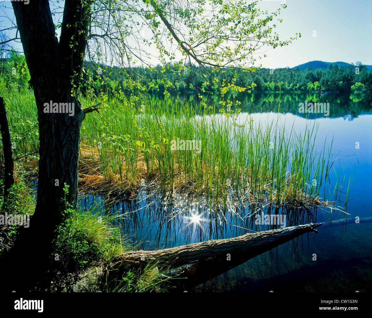 Lago di lince, Arizona, è un 55-acri (220.000 m2) serbatoio collocato all'interno di Prescott National Forest. Il lago si trova a 5,530" Foto Stock