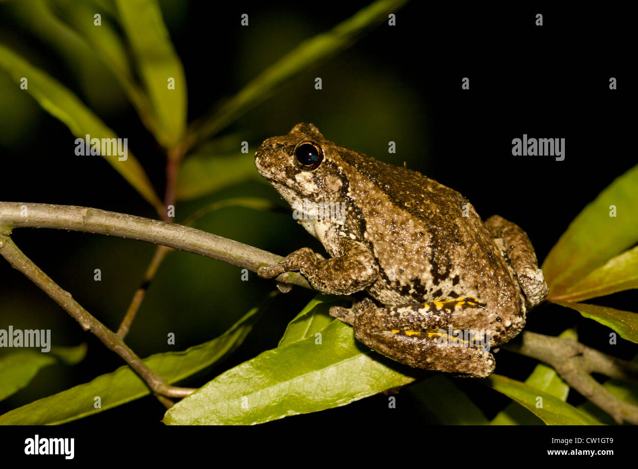 Grigio settentrionale treefrog appollaiato in una struttura ad albero Foto Stock