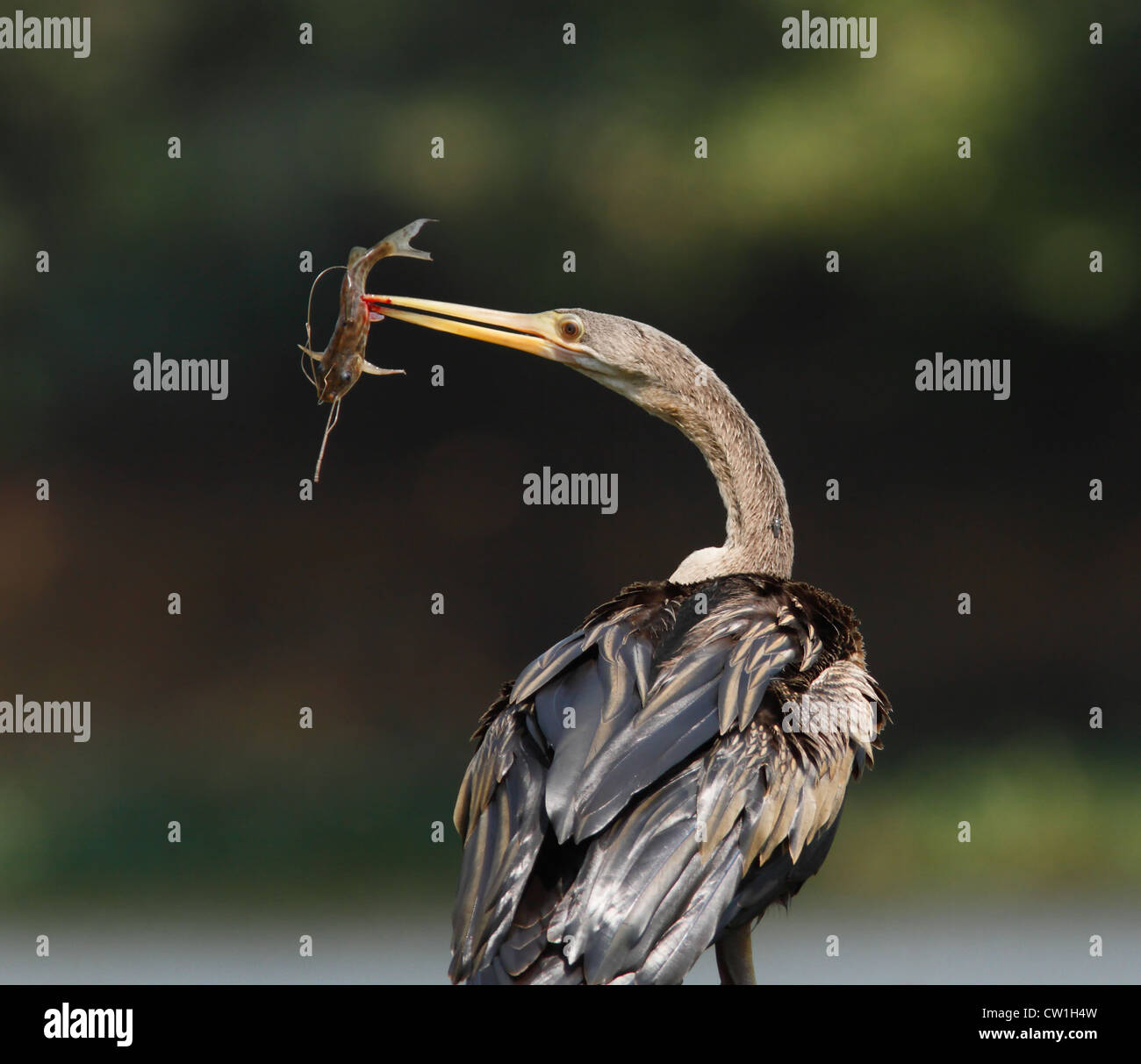 Anhinga, o uccello serpente mangiare un pesce gatto in Pantana, Brasile Foto Stock